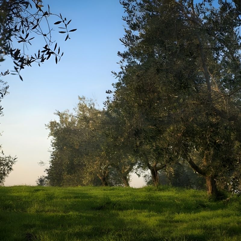 Agriturismo Bio il Casale degli Orti Pitigliano