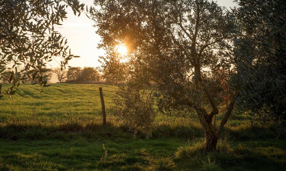 Gallery Agriturismo Pitigliano Biologico il Casale degli Orti (1)