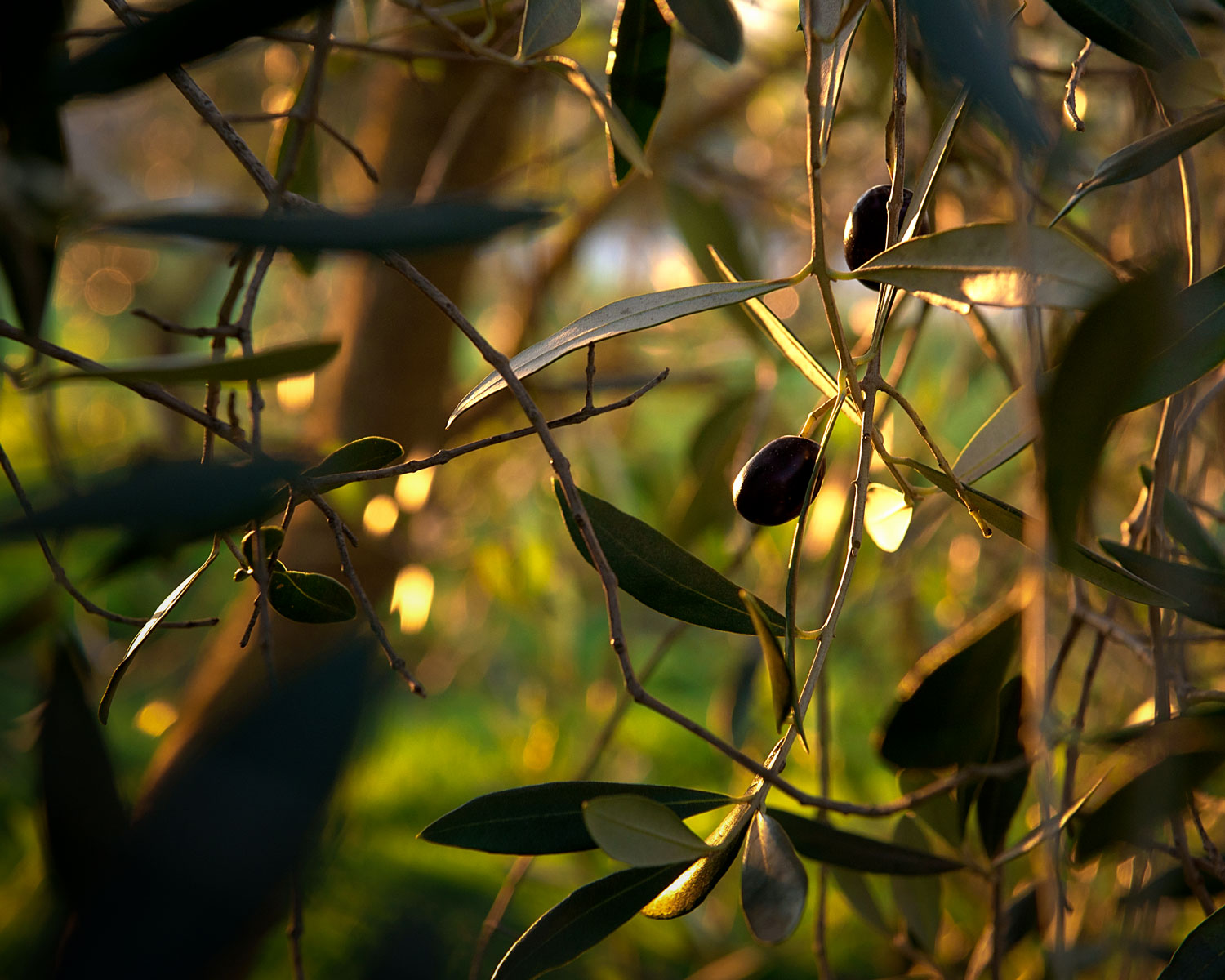 L Agriturismo Biologico a Pitigliano con piscina Il Casale degli Orti